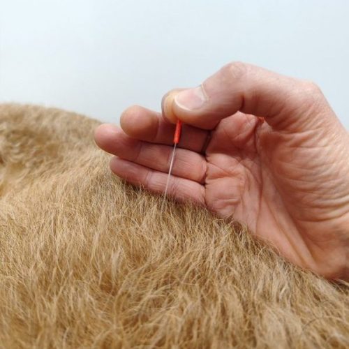 Veterinary Acupuncture Wirral