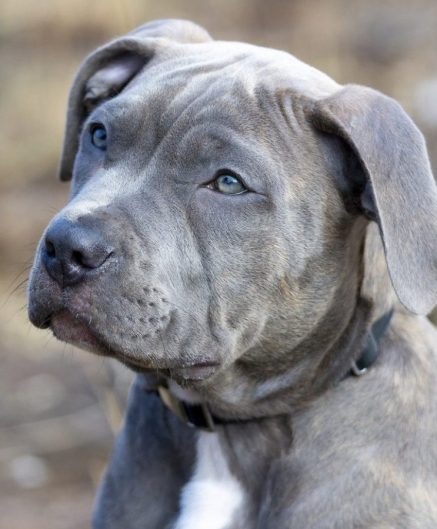 pit-bull-dog-puppy-7825554-768x1076